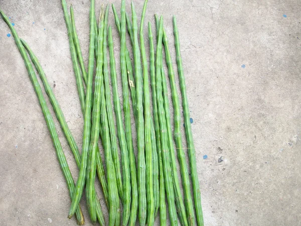 Moringa — Foto Stock