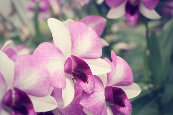 Lyserød orkideblomst - Stock-foto
