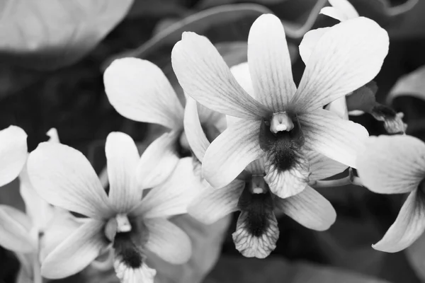 Bílá orchidej květina — Stock fotografie