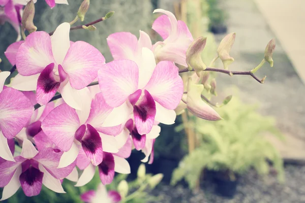 Růžová orchidej květiny — Stock fotografie