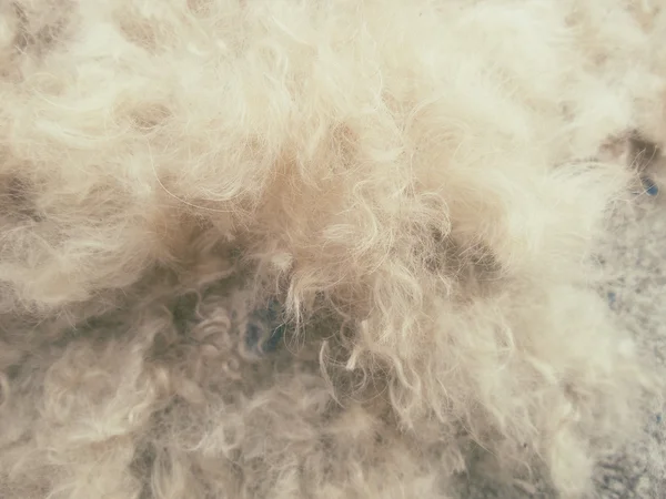 Dog hair background — Stock Photo, Image