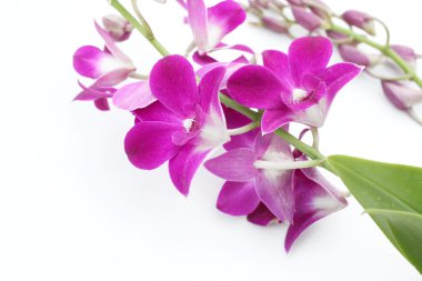 pembe orkide çiçekleri