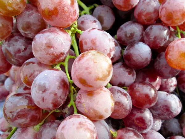 Fresh grapes — Stock Photo, Image