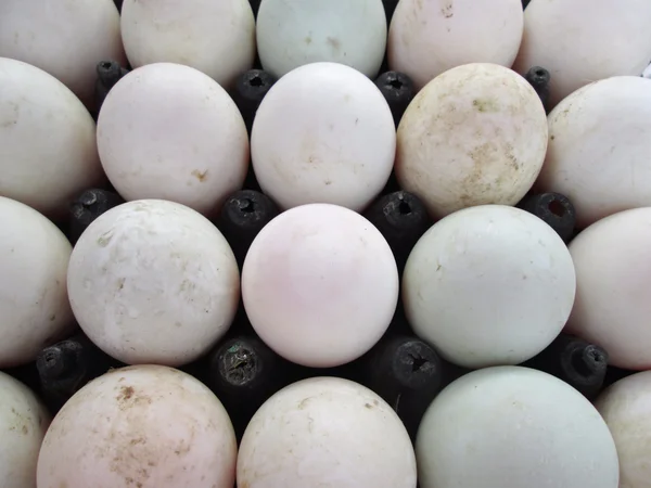 White eggs — Stock Photo, Image