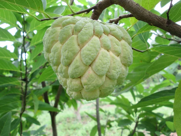 Socker äpple träd — Stockfoto