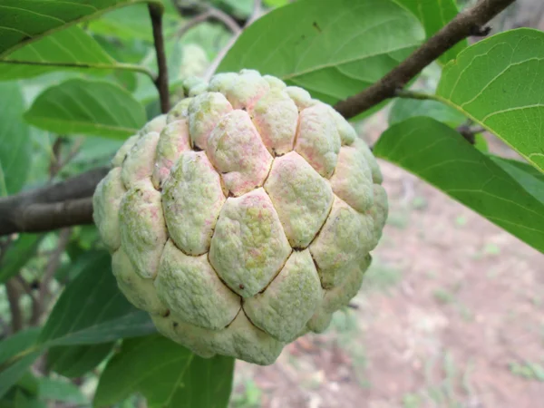 Sugar apple tree — Stock Photo, Image