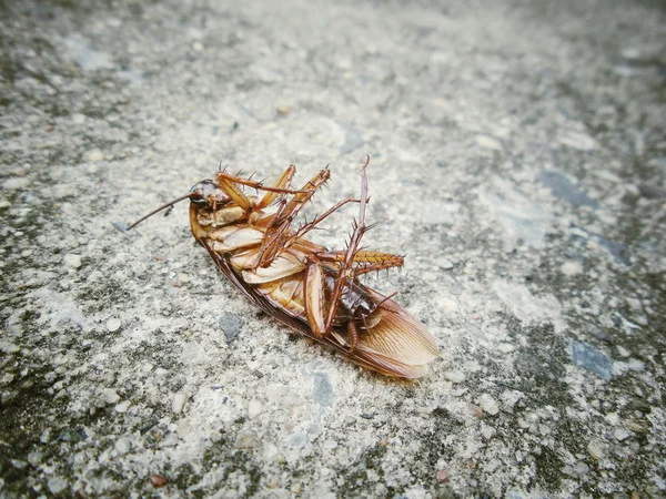 Cockroach — Stock Photo, Image