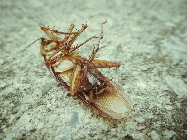 Cucaracha — Foto de Stock