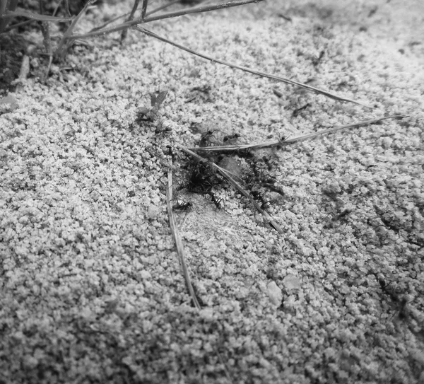 Ants nest — Stock Photo, Image