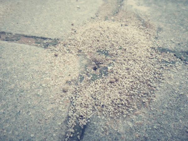 Mravenci hnízdo — Stock fotografie