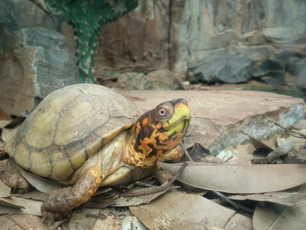 Turtle — Stock Photo, Image