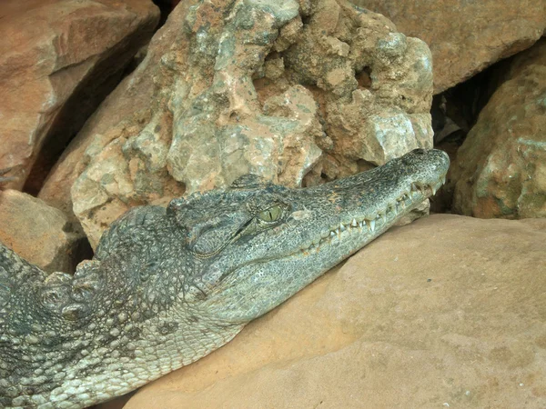 Krokodil — Stockfoto