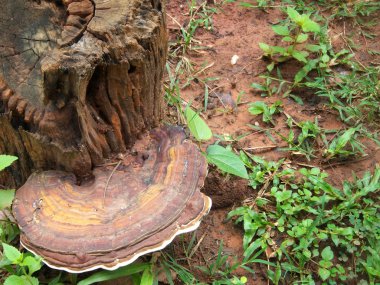 Ganoderma Lucidium - ling zhi mantar.