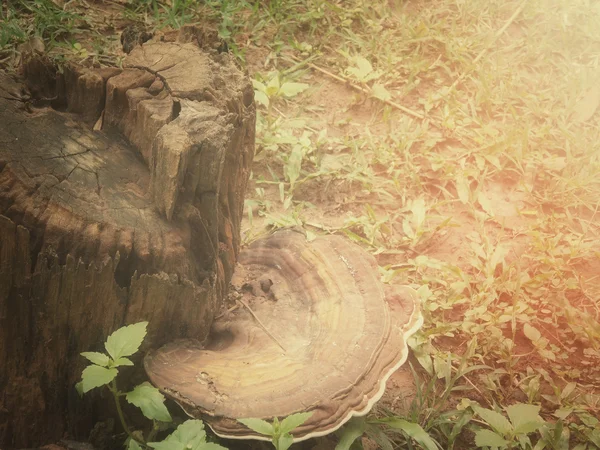 Ganoderma lucidum - ling zhi μανιτάρι. — Φωτογραφία Αρχείου