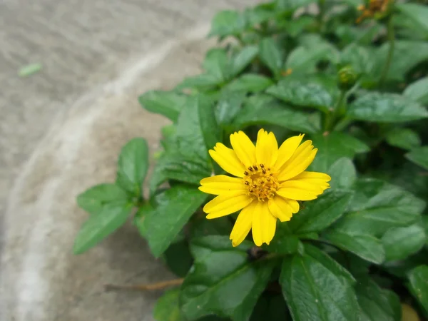 黄色的花朵 — 图库照片