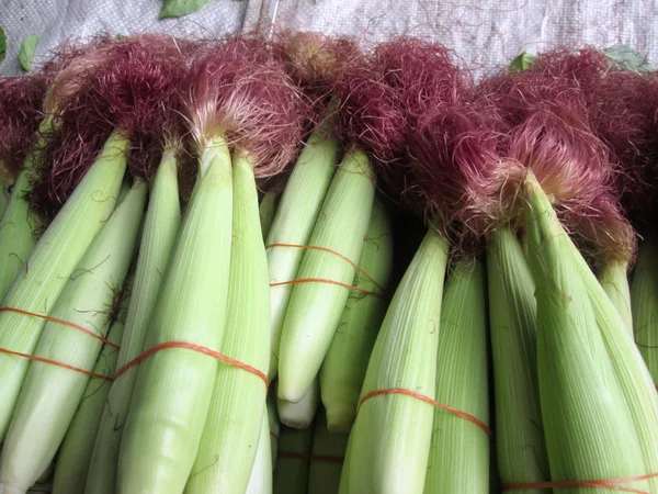 Fresh corn — Stock Photo, Image