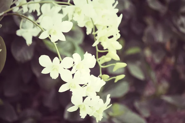 Bílá orchidej květina — Stock fotografie