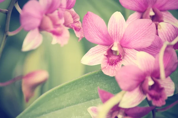 Rosa Orchideenblume — Stockfoto