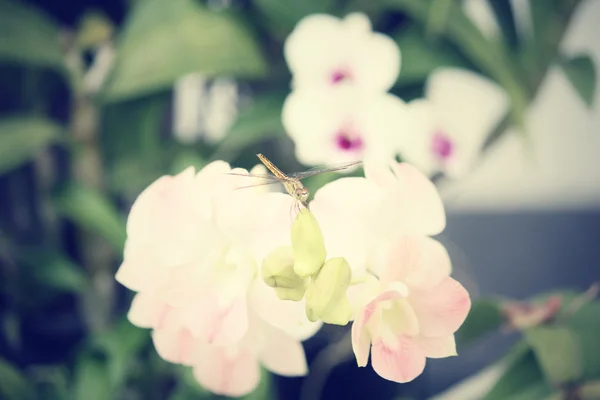 Стрекоза с белым цветком орхидеи — стоковое фото