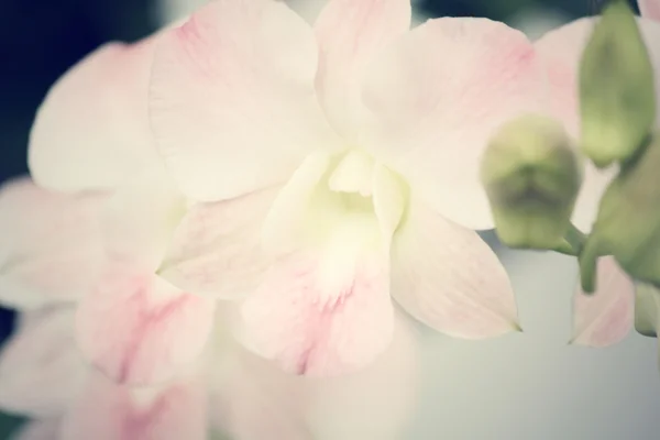 Bílá orchidej květina — Stock fotografie