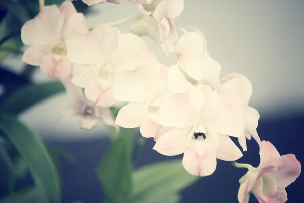 Pavouci s bílou orchidej květina — Stock fotografie