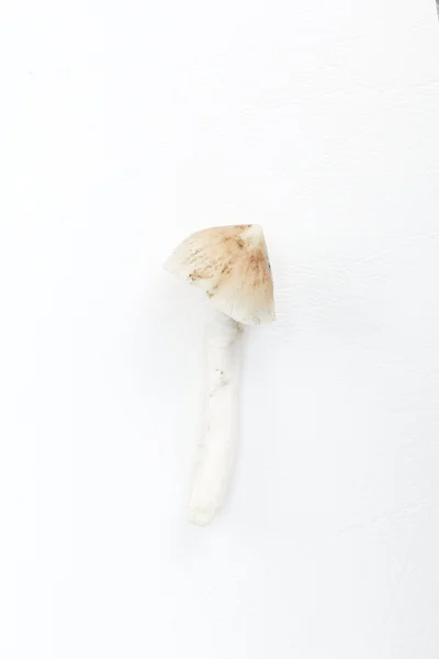 Paddenstoelen — Stockfoto