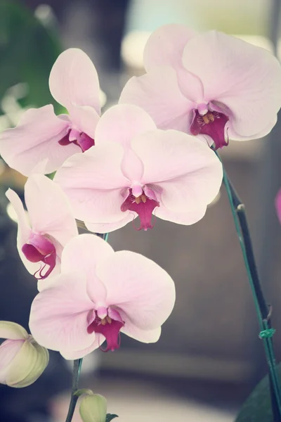 Růžová orchidej květiny — Stock fotografie