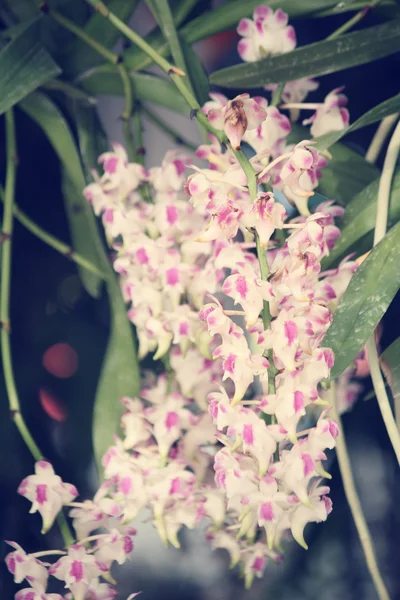 Weiße Orchideenblüte — Stockfoto