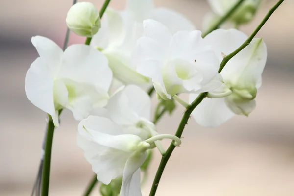 White orchid flower — Stock Photo, Image