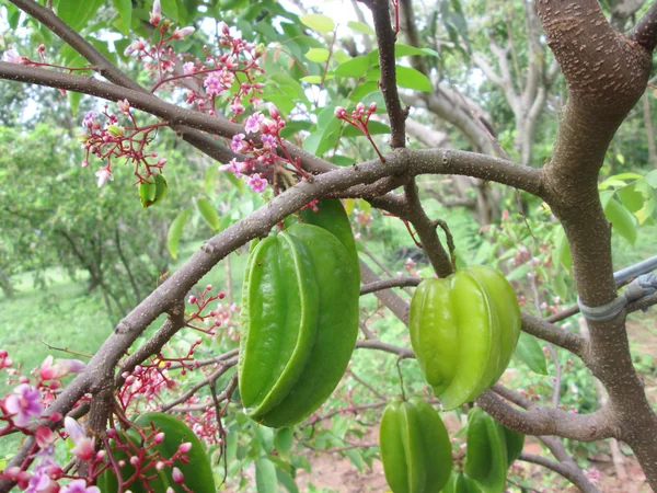 Star apple fruit — Stockfoto