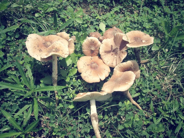 Mushrooms — Stock Photo, Image