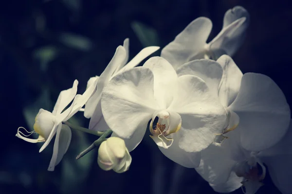 Bílá orchidej květina — Stock fotografie