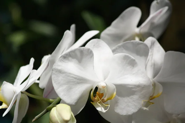 Bílá orchidej květina — Stock fotografie