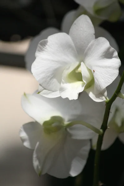 Witte orchidee bloem — Stockfoto