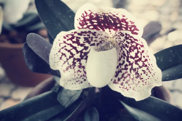 Біла квітка орхідеї — стокове фото