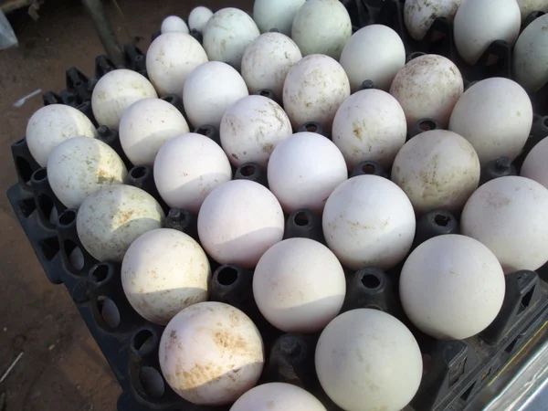 Brown eggs — Stock Photo, Image