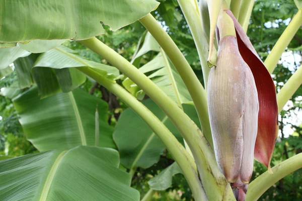 Fioritura di banane in giardino . — Foto Stock