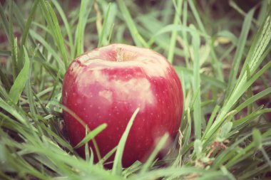 kırmızı elma