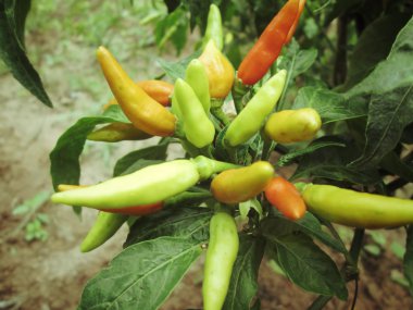 Kırmızı ve yeşil biber ağacı