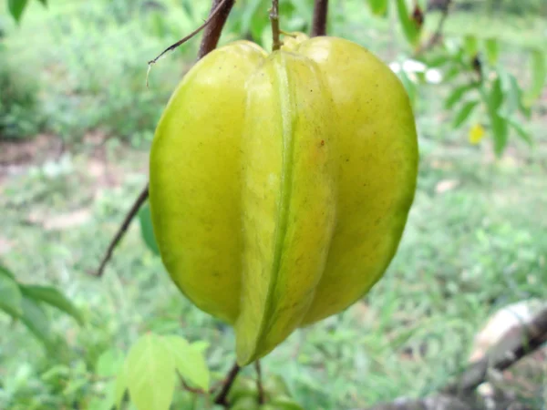 Star apple fruit — Stockfoto