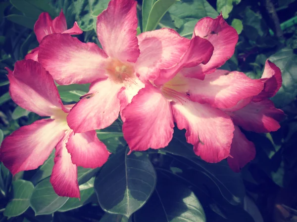 इंपला लिली एडेनियम गुलाबी फुले — स्टॉक फोटो, इमेज