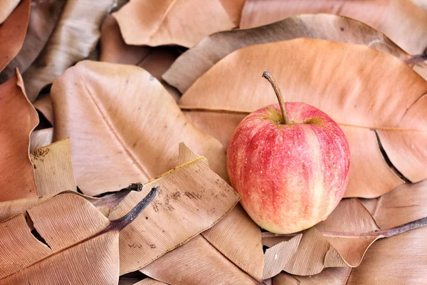 Manzanas rojas —  Fotos de Stock