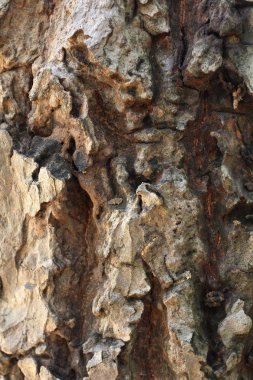 eski ahşap arka plan