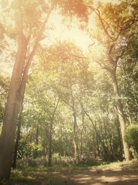 Bosque de otoño — Foto de Stock