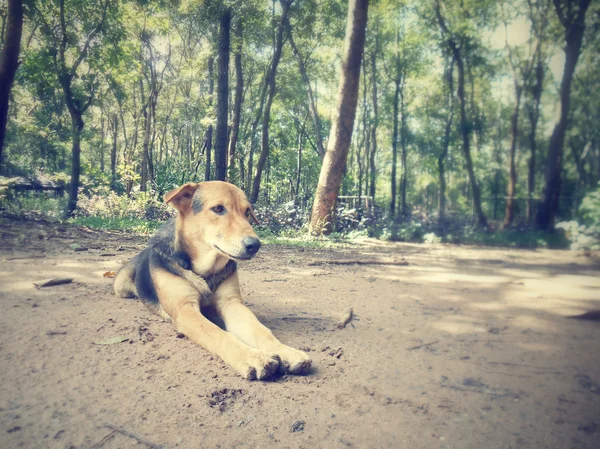 Cão adormecido — Fotografia de Stock