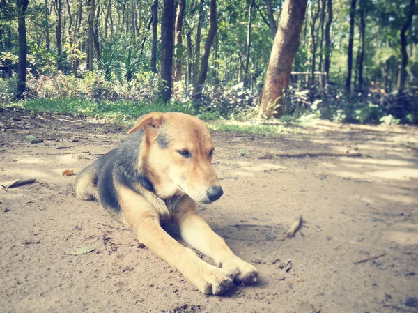 Cão adormecido — Fotografia de Stock