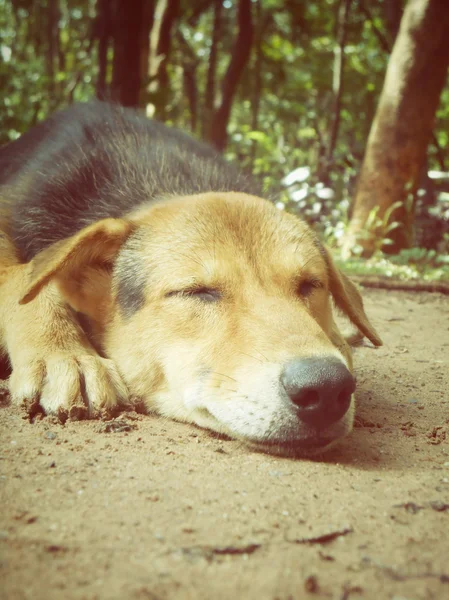 Alvó kutya — Stock Fotó