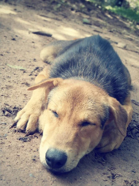 Cão adormecido — Fotografia de Stock