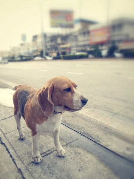 Cão e estrada — Fotografia de Stock
