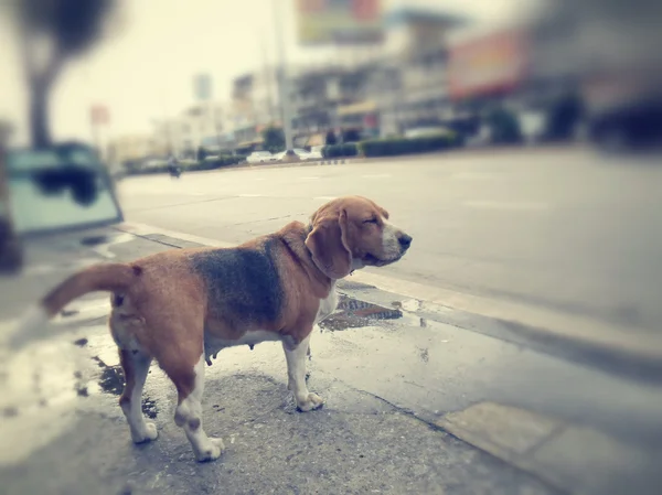 Chien et route — Photo